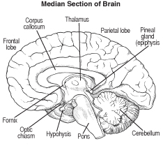 Neurological Illustraions